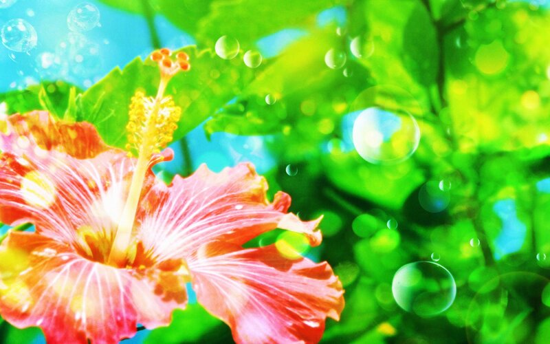 Red Hibiscus Flower — Green, Bright, Vibrant