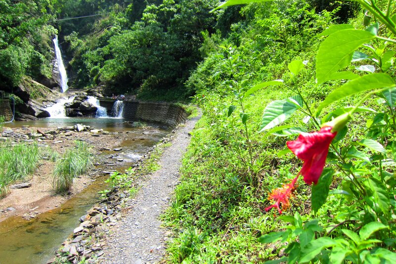 Red Hibiscus Flower — Green