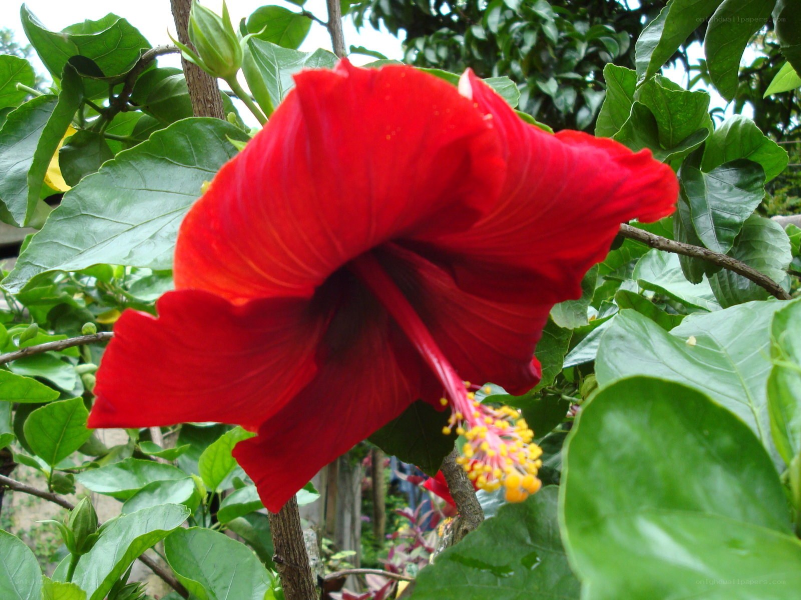 Red hibiscus flower in bloom