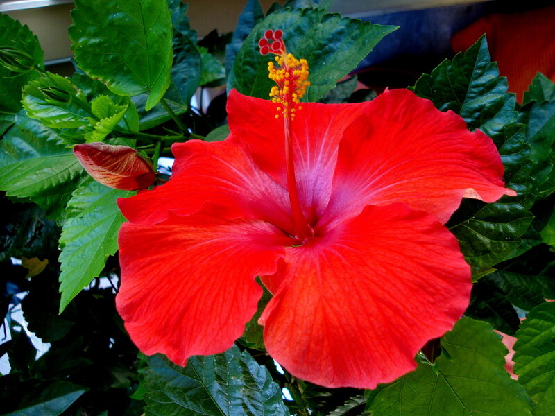 Red hibiscus flower in bloom