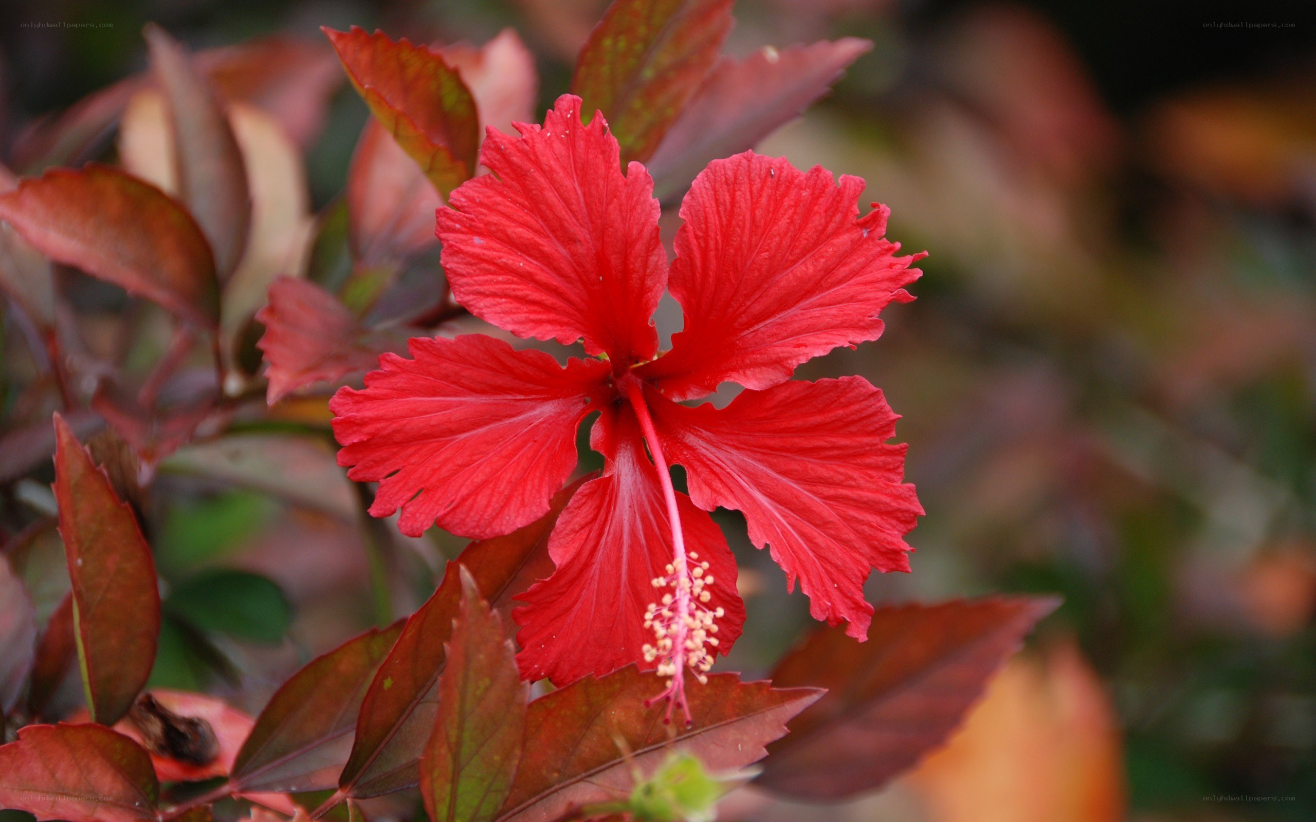 Red hibiscus flower in bloom
