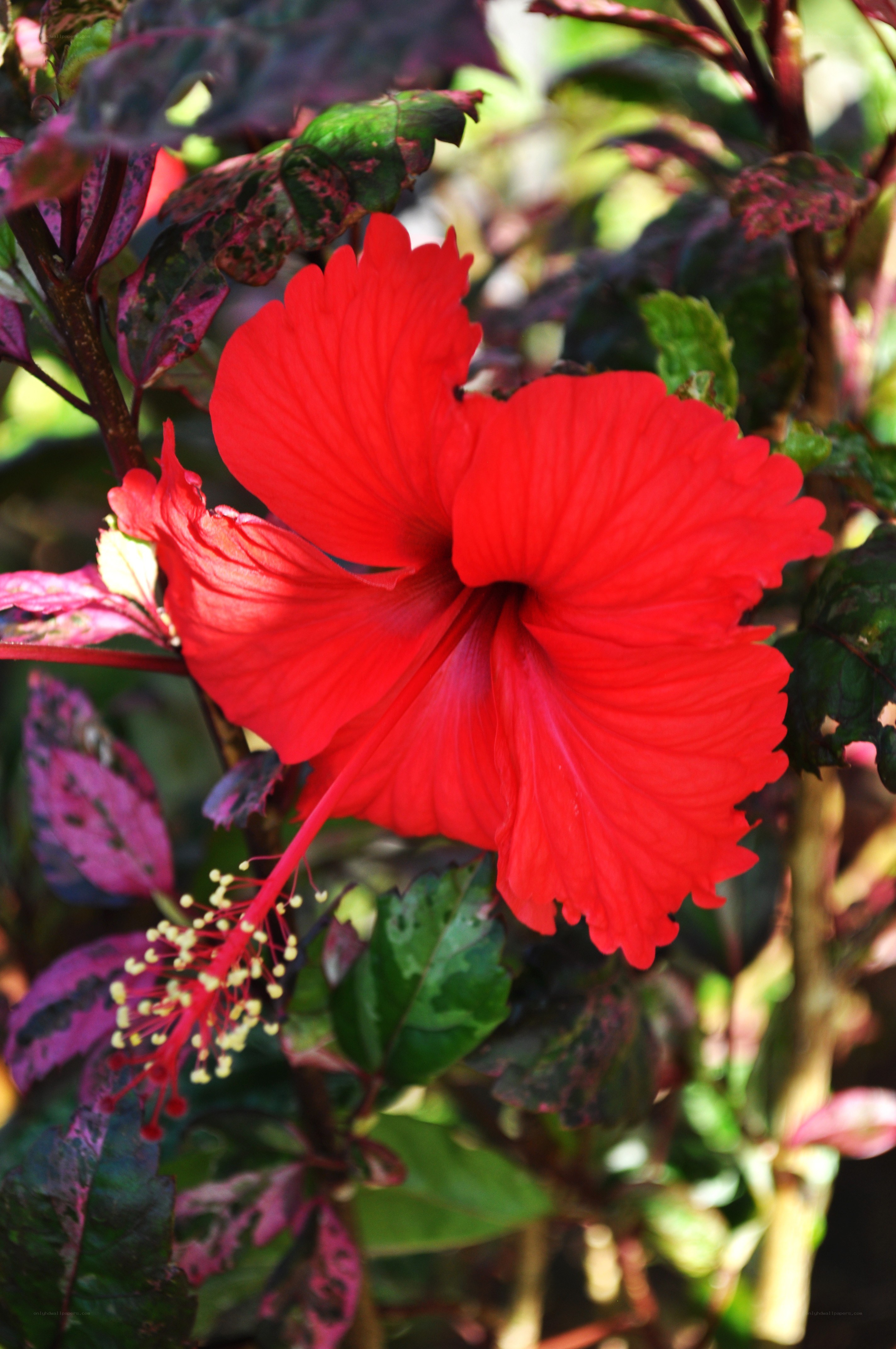Red hibiscus flower in bloom
