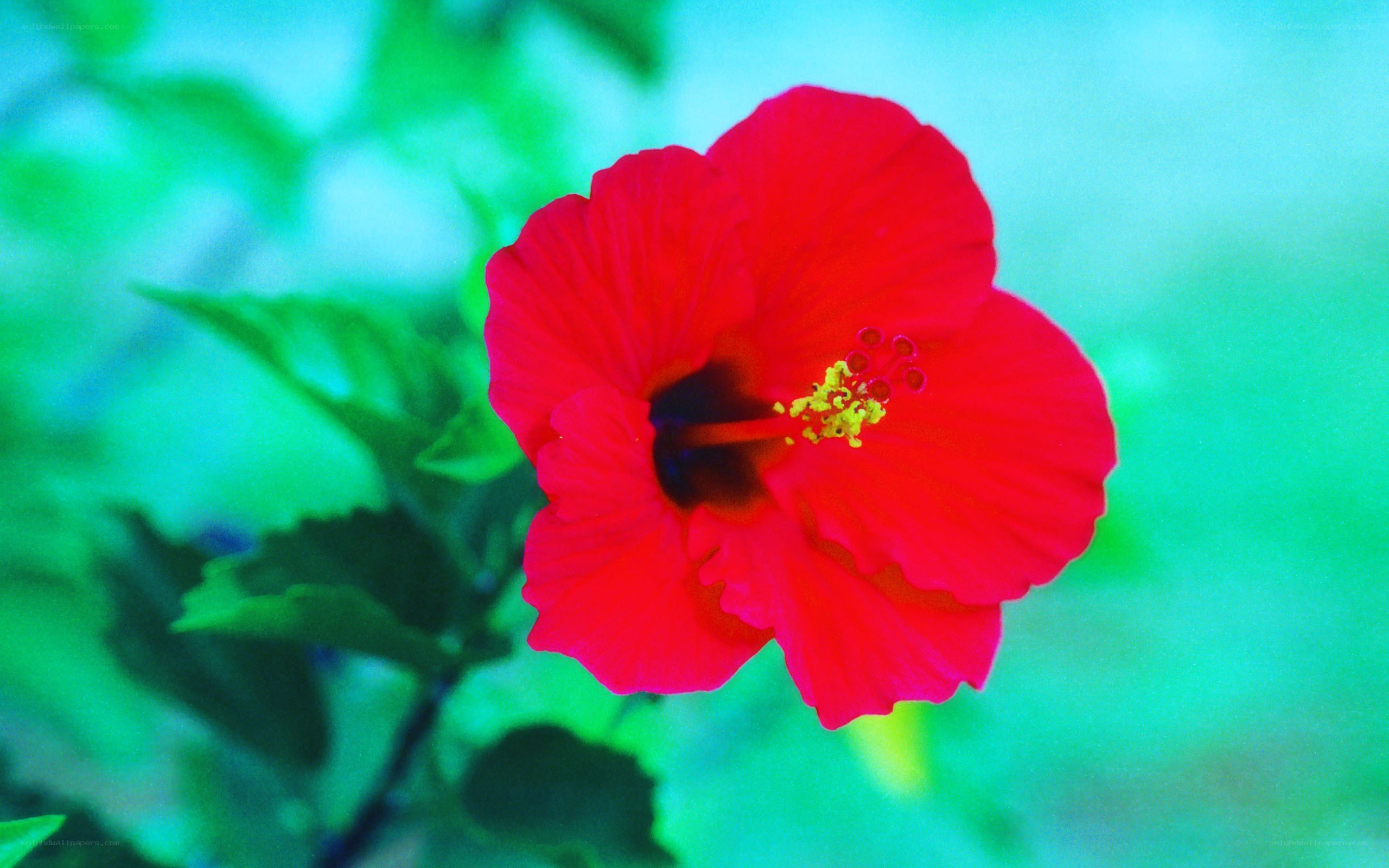 Red hibiscus flower in bloom