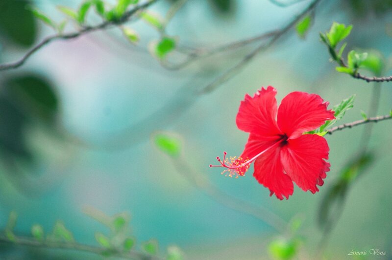 Red hibiscus flower in bloom