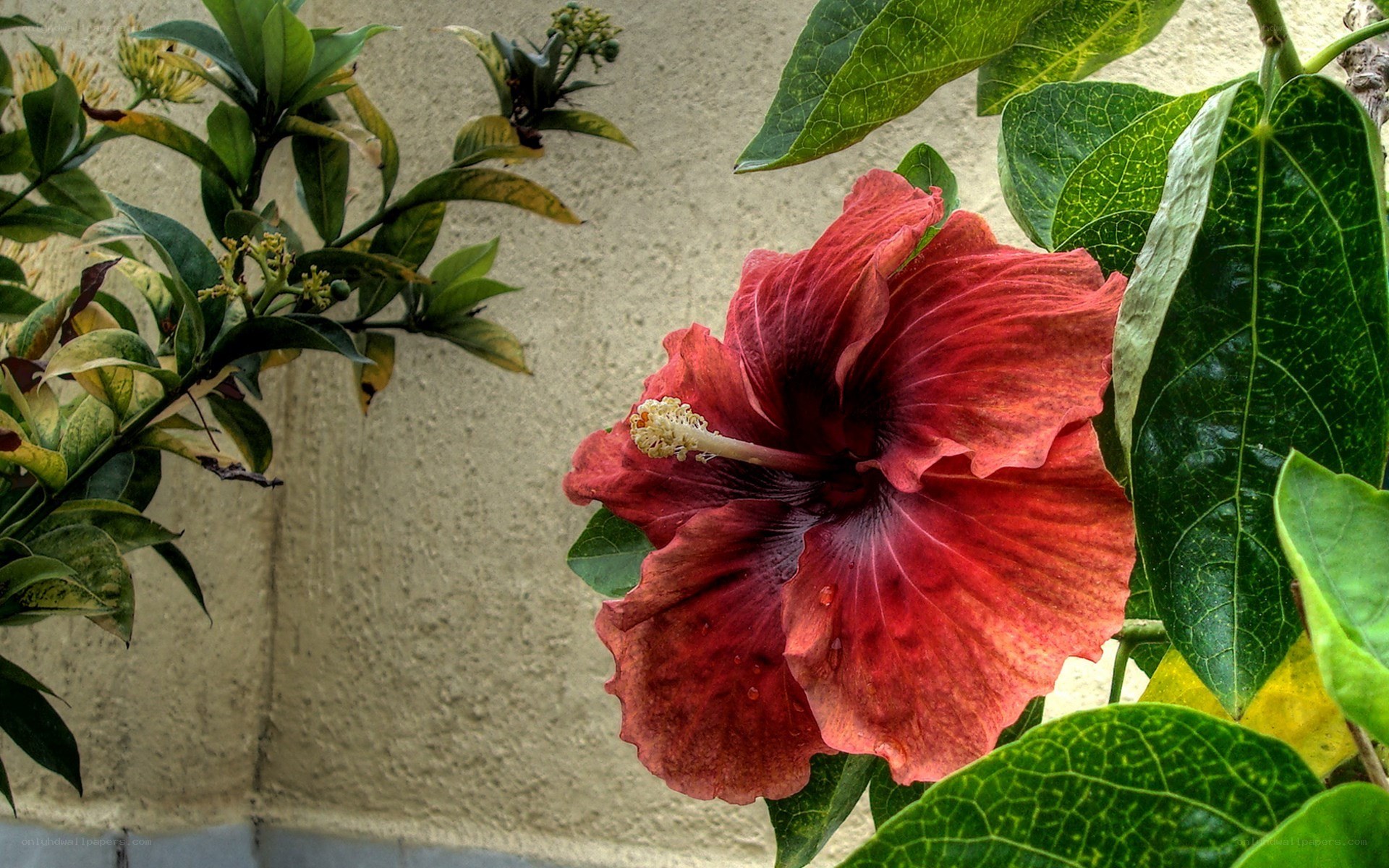 Red hibiscus flower in bloom