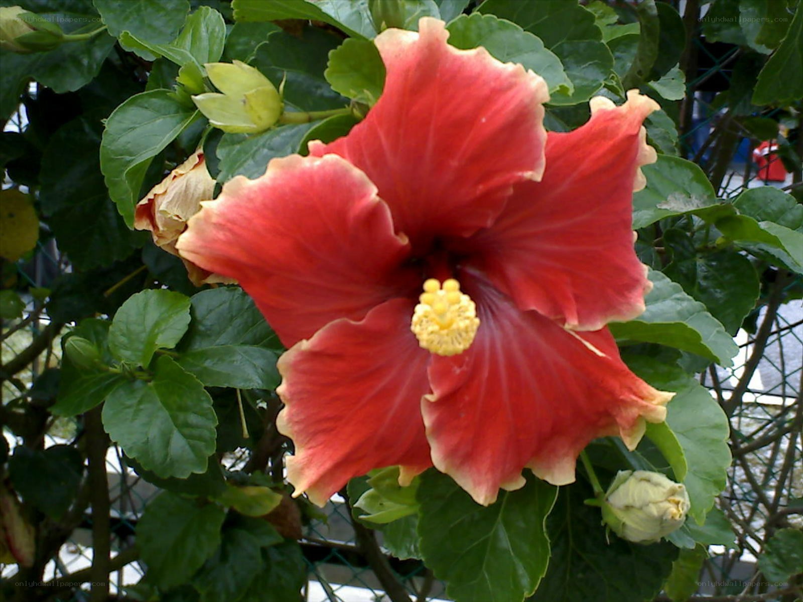 Red hibiscus flower in bloom