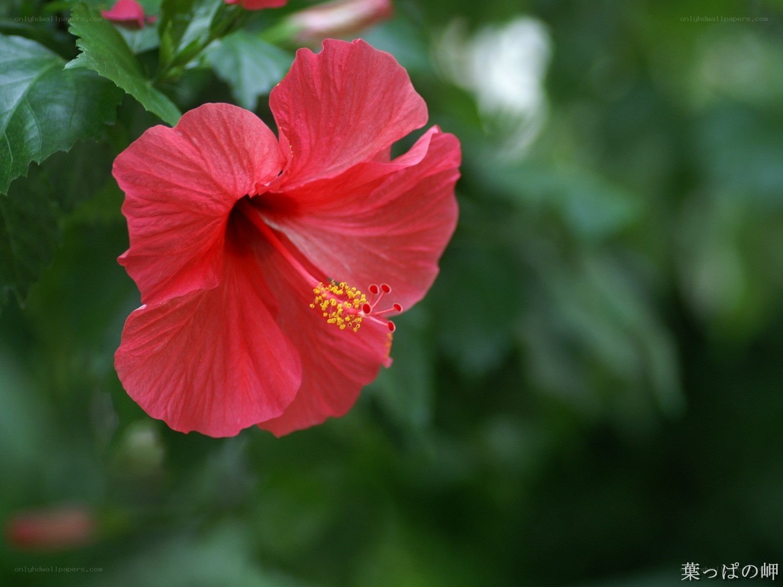 Red hibiscus flower in bloom