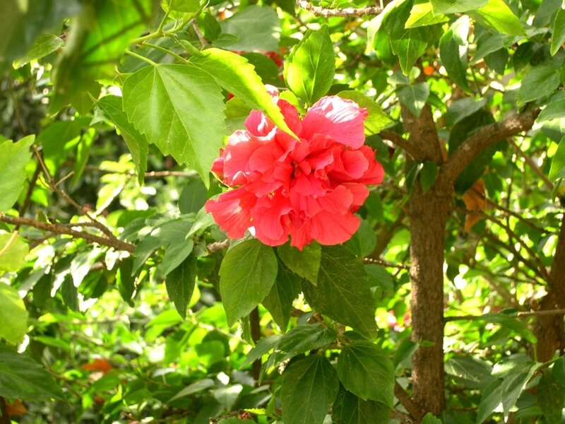 Red hibiscus flower in foliage