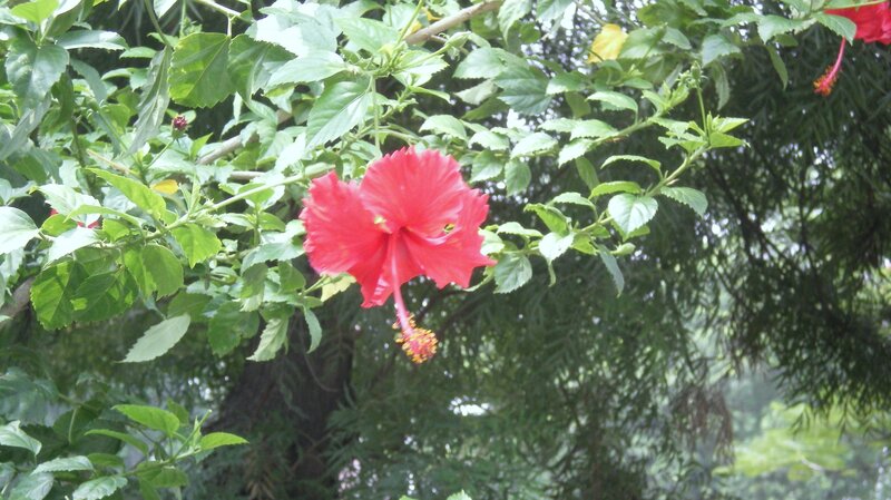 red hibiscus flower in foliage