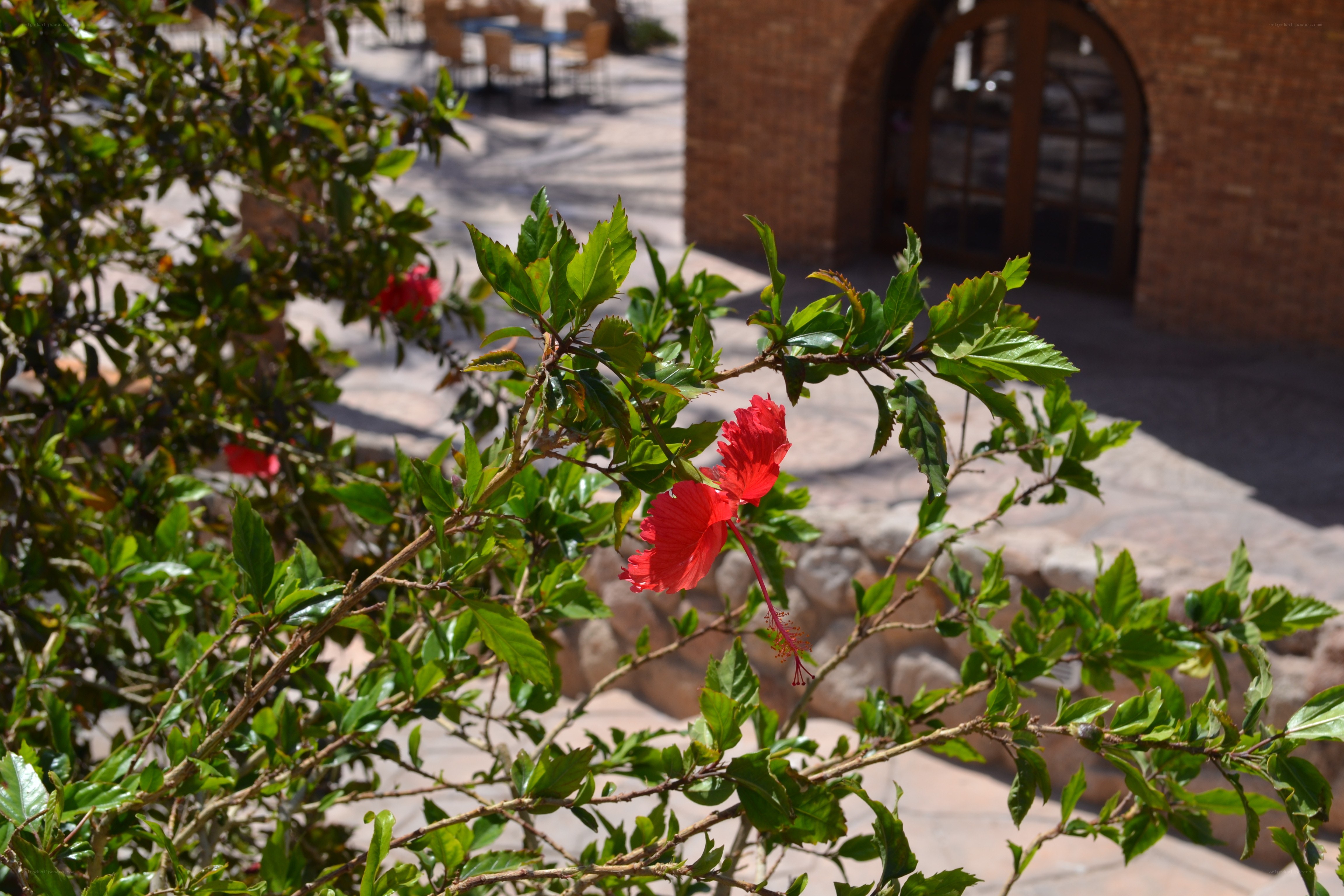 Red hibiscus flower in garden