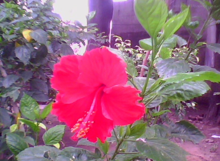 Red hibiscus flower in garden
