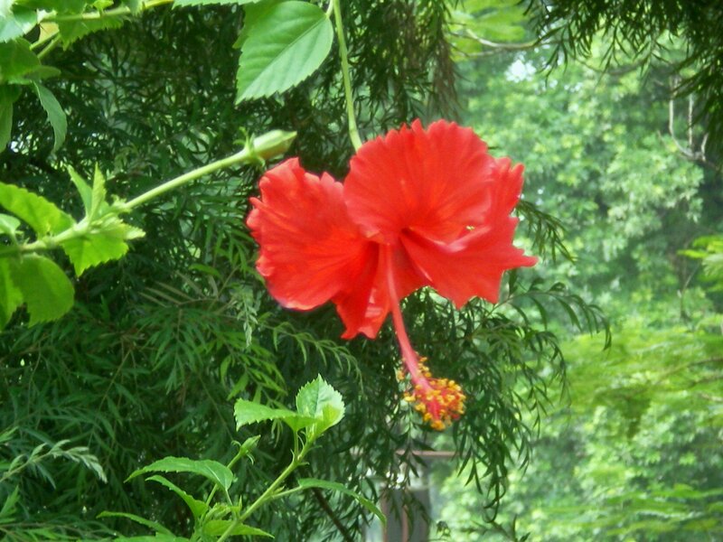 Red hibiscus flower in garden