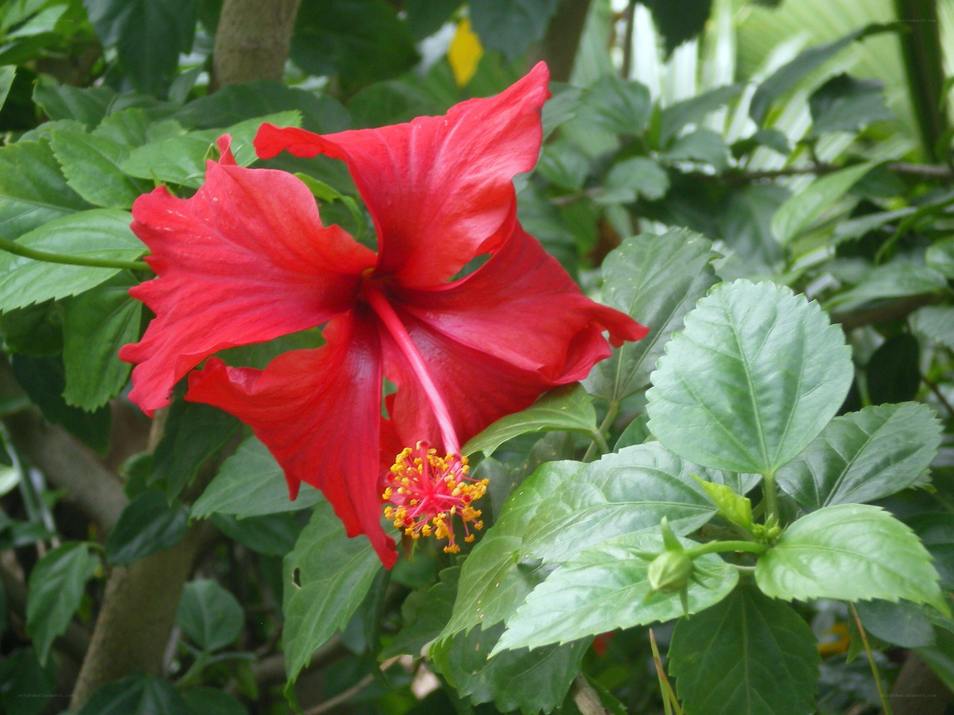 Red hibiscus flower in garden