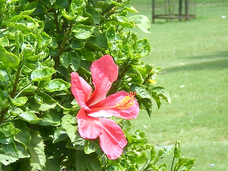 Red hibiscus flower in garden