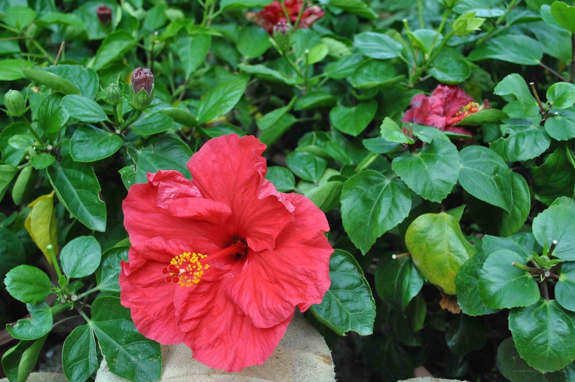 Red hibiscus flower in garden
