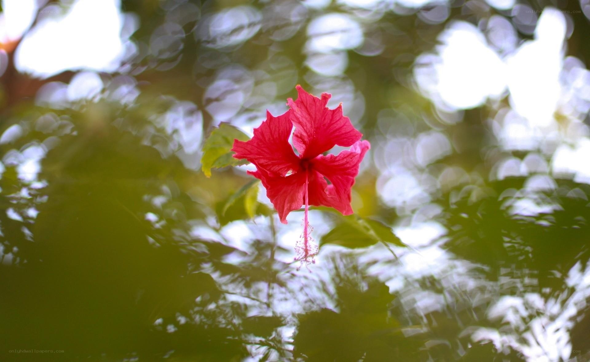 Red hibiscus flower in nature