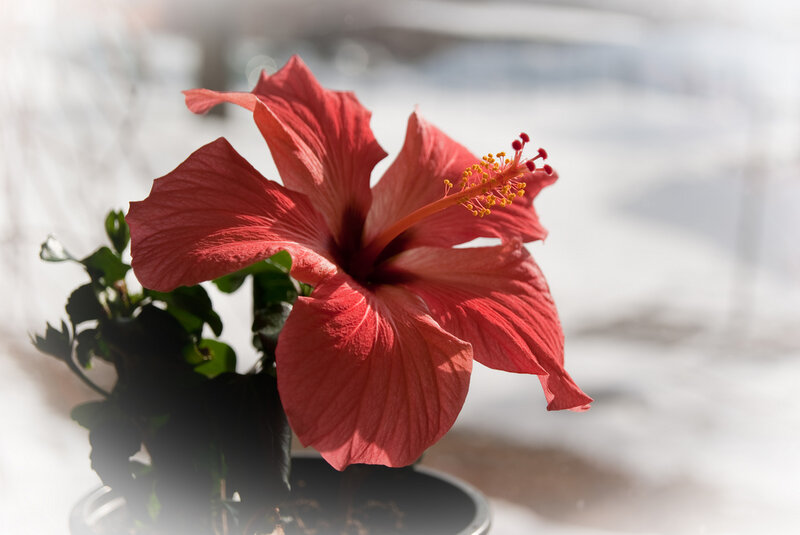 Red hibiscus flower in sunlight