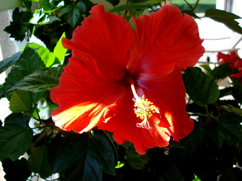 Red hibiscus flower in sunlight