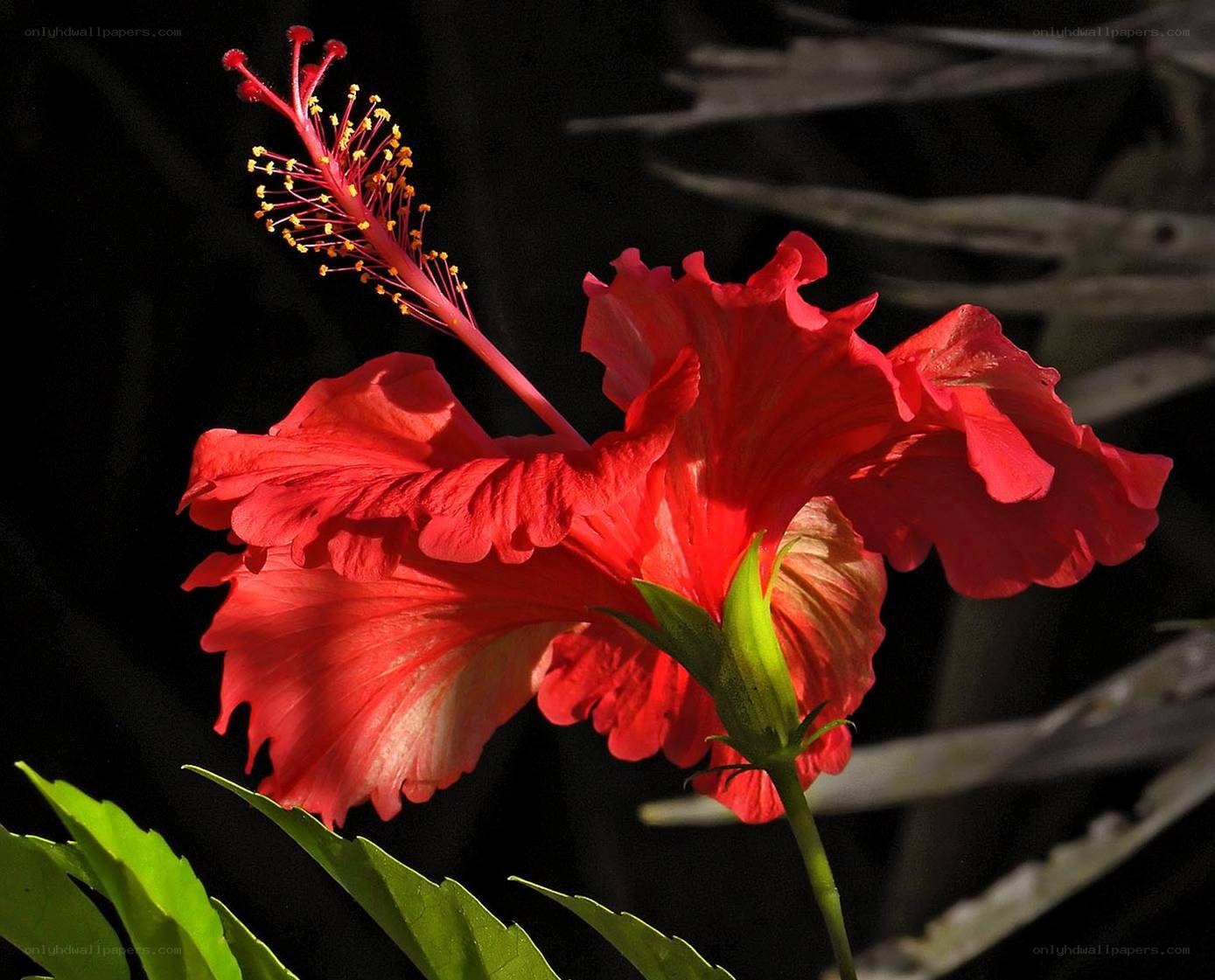 Red hibiscus flower in sunlight