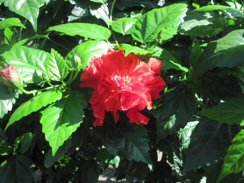 Red Hibiscus Flower — Natural, Afternoon, Photograph, Buds