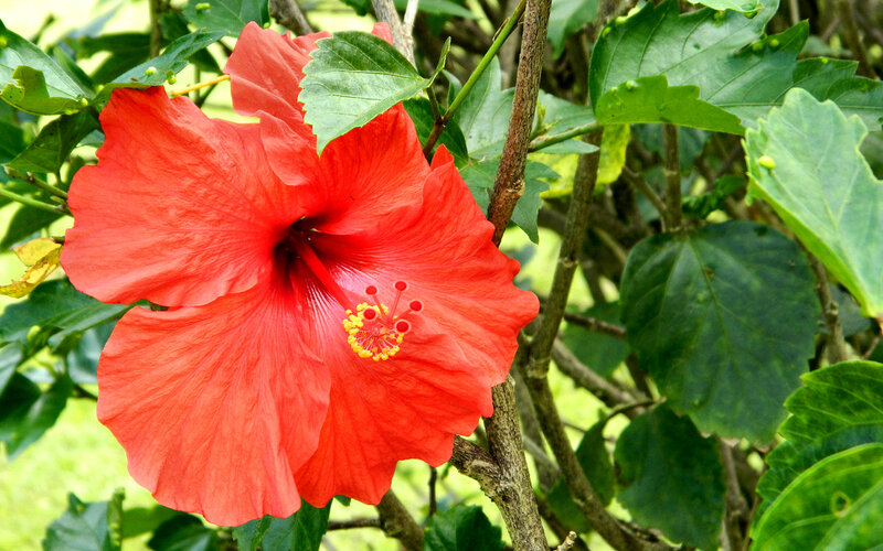 Red Hibiscus Flower — Natural, Afternoon, Photograph, Green Leaves, Branch