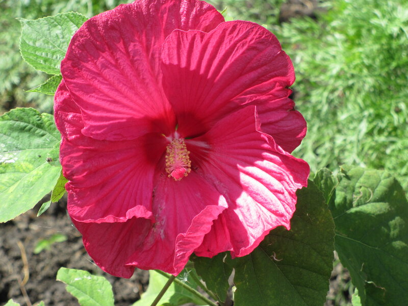 Red Hibiscus Flower — Natural, Afternoon, Photograph, Green Leaves, Flower Center