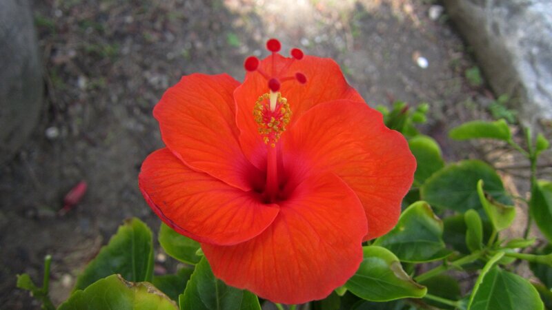 Red Hibiscus Flower — Natural, Afternoon, Photograph, Green Leaves, Soil