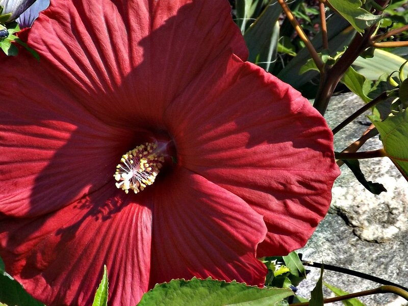 Red Hibiscus Flower — Natural, Afternoon, Photograph, Green Leaves, Stone