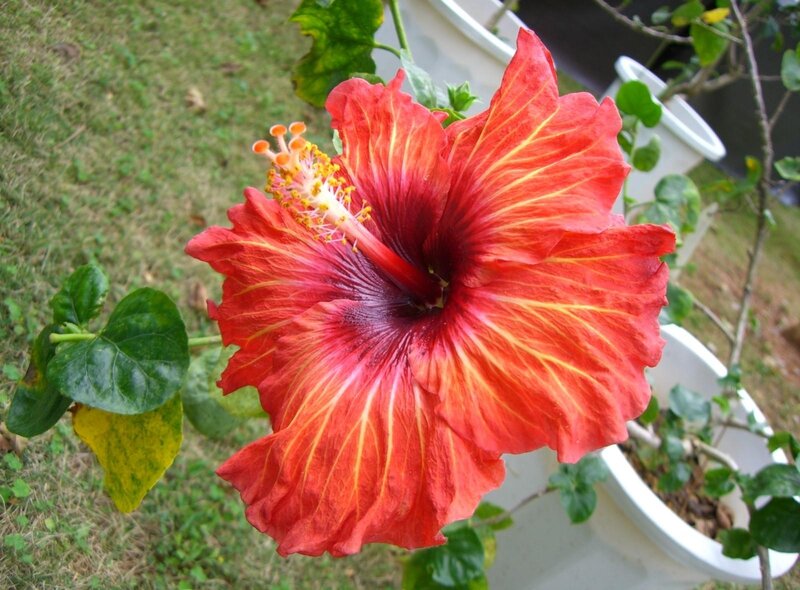 Red Hibiscus Flower — Natural, Afternoon, Photograph, Leaves, Pot