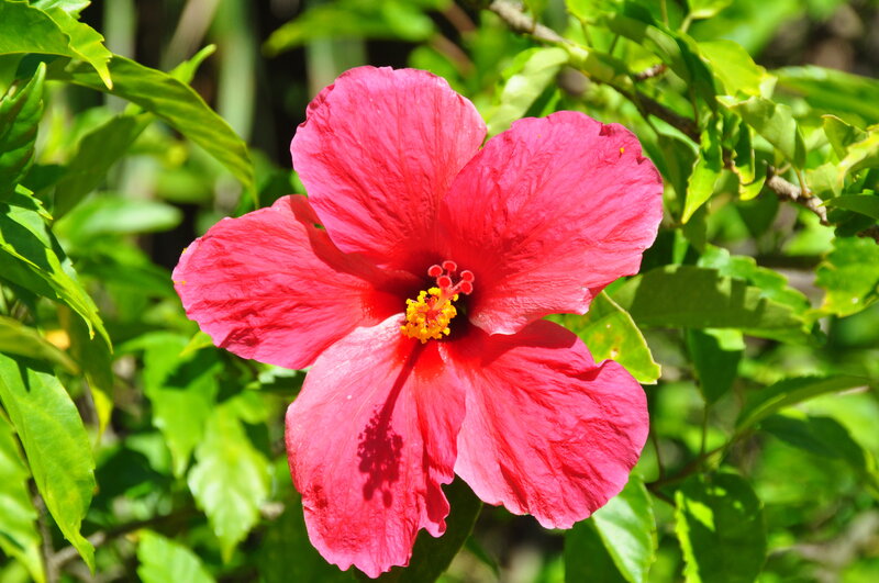 Red Hibiscus Flower — Natural, Afternoon, Photograph, Leaves