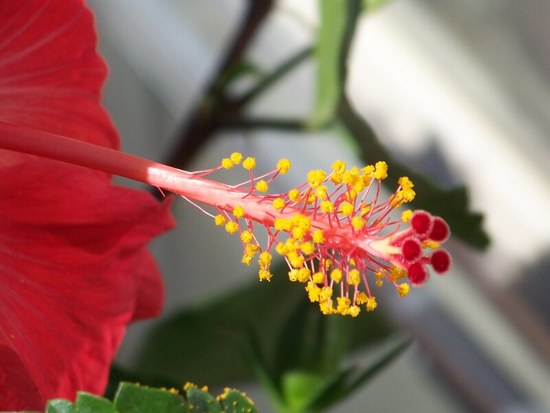 Red Hibiscus Flower — Natural, Afternoon