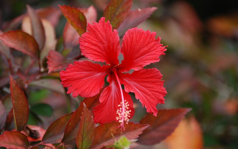 Red Hibiscus Flower — Natural, Autumn