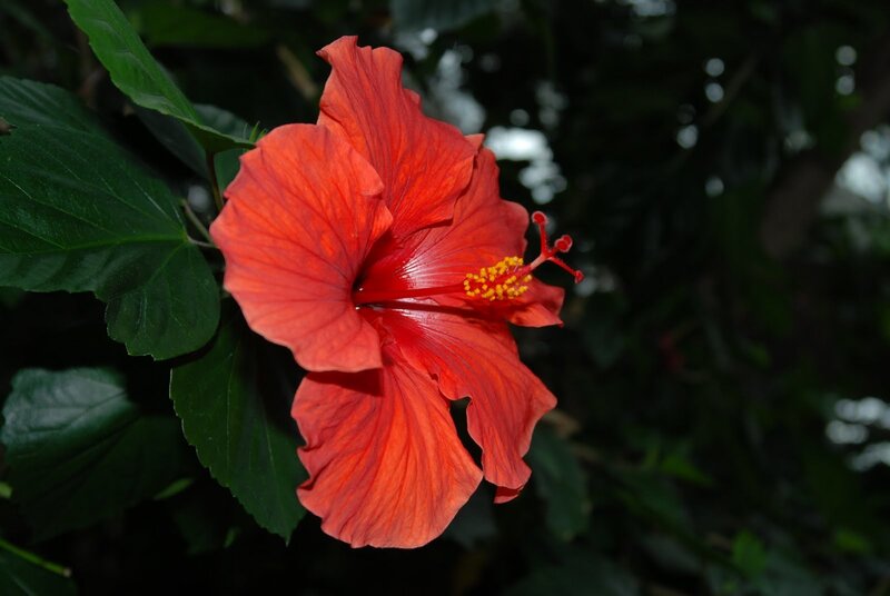 Red Hibiscus Flower — Natural, Photograph