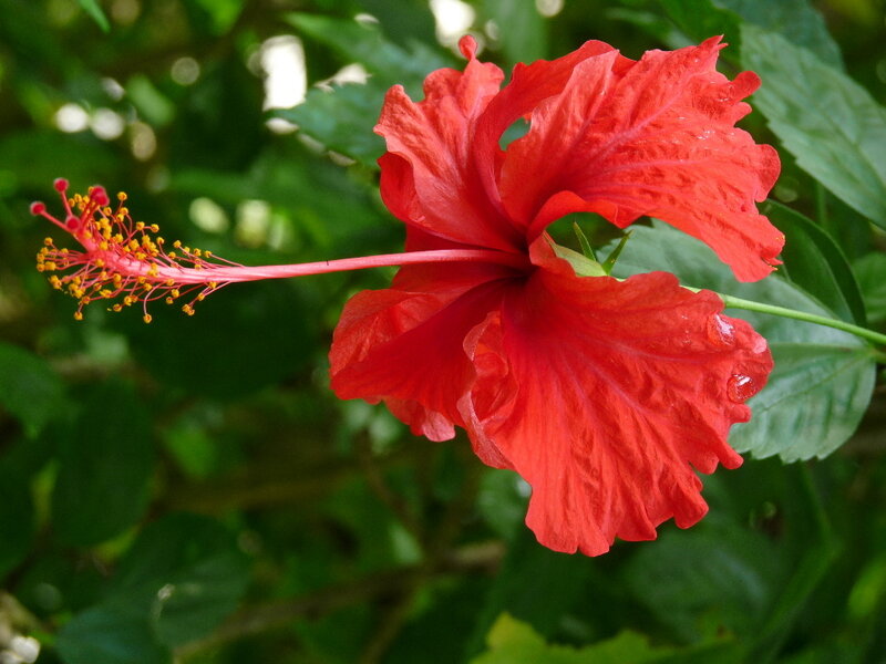 Red Hibiscus Flower — Natural