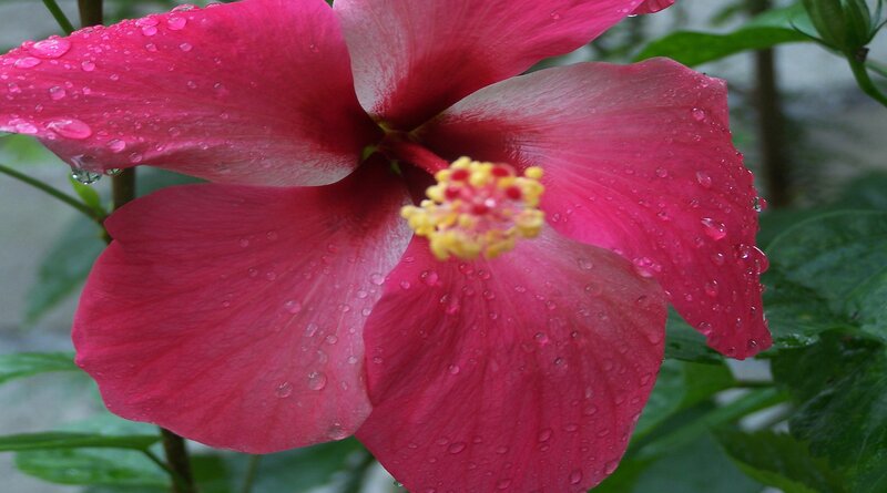 Red Hibiscus Flower — Pink, Calm