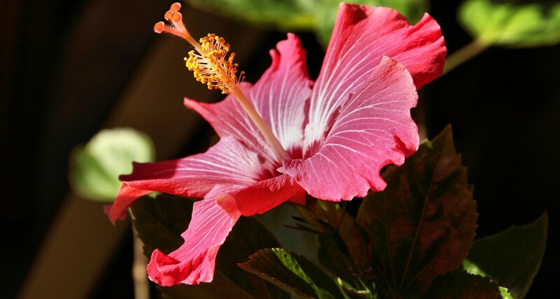 Red Hibiscus Flower — Pink, Dramatic