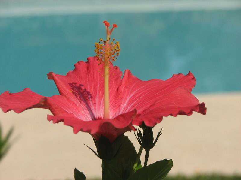 Red Hibiscus Flower — Pink, Serene