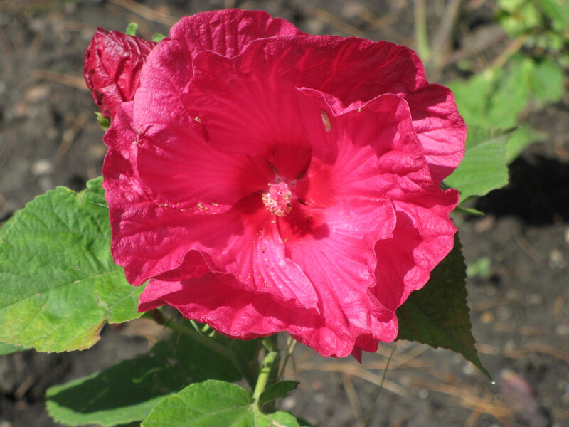 Red Hibiscus Flower — Pink