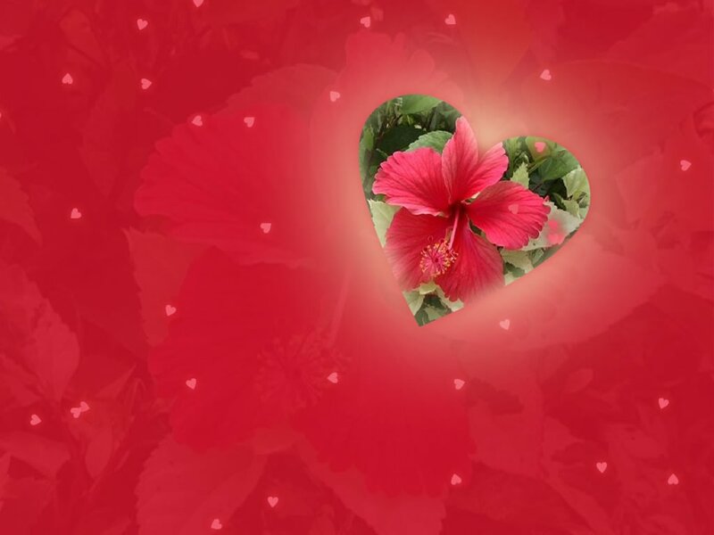 Red Hibiscus Flower — Romantic, Photograph