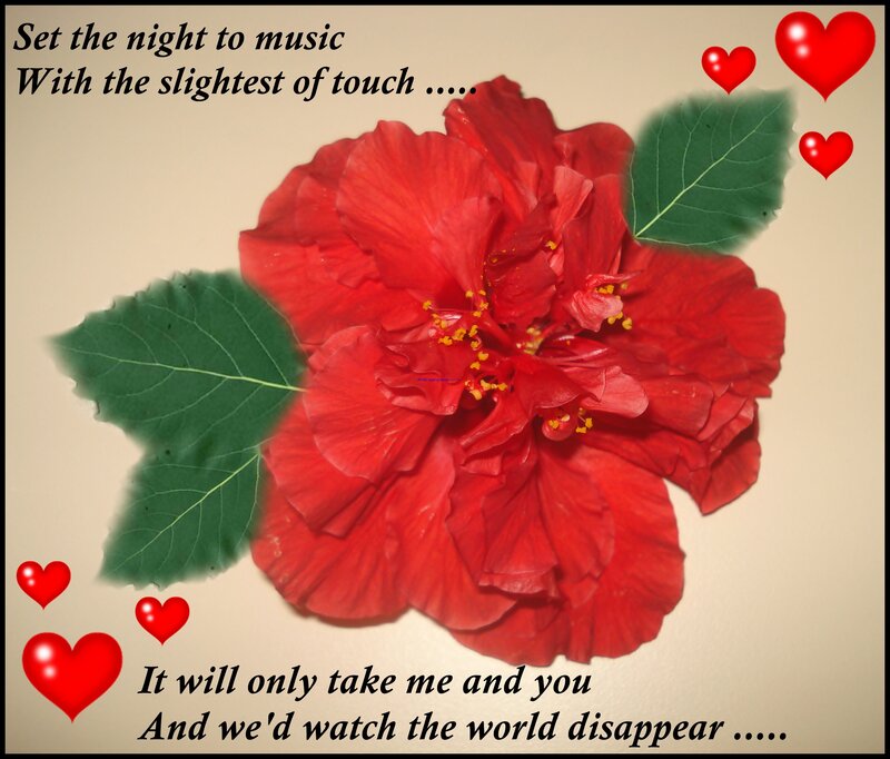 Red Hibiscus Flower — Romantic