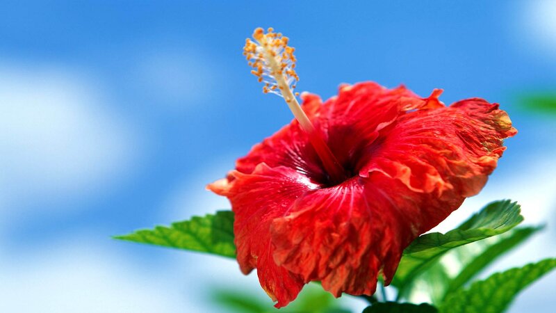 Red Hibiscus Flower — Serene, Afternoon, Photograph, Blue Sky