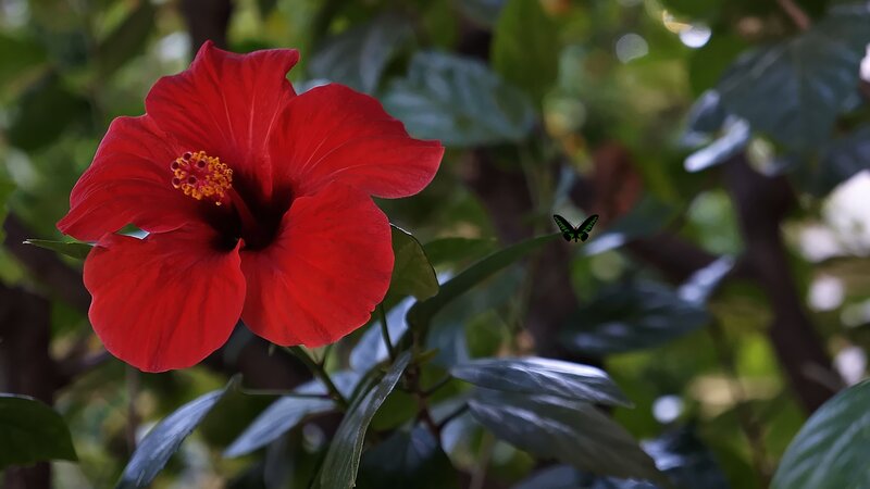 Red Hibiscus Flower — Serene, Afternoon, Photograph, Butterfly