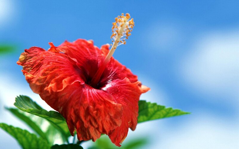 Red Hibiscus Flower — Serene, Afternoon, Photograph, Green Leaves, Blue Sky, Blue, Green