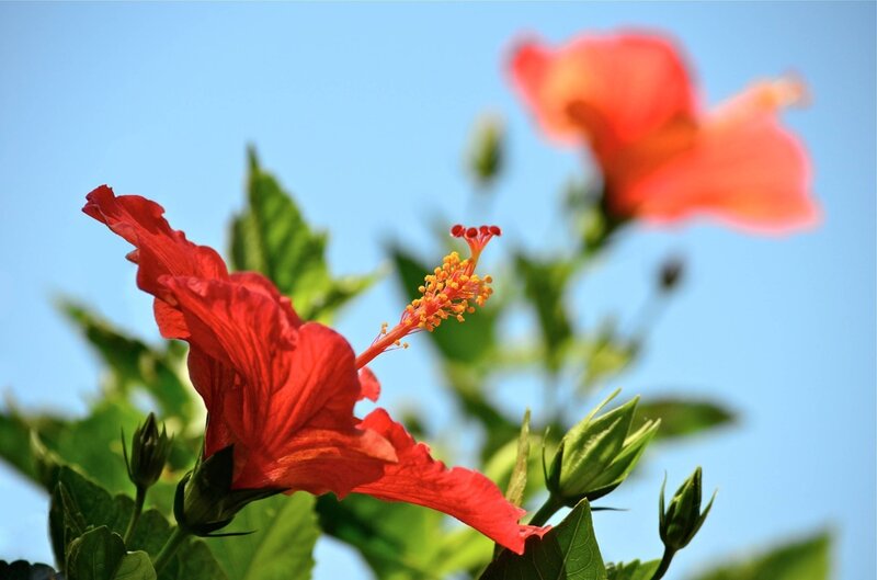 Red Hibiscus Flower — Serene, Afternoon, Photograph, Green Leaves, Flower Bud, Sky