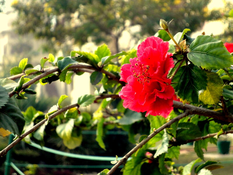 Red Hibiscus Flower — Serene, Afternoon, Photograph, Green Leaves
