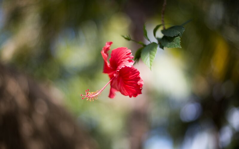 Red Hibiscus Flower — Serene, Afternoon, Photograph, Leaf, Stem
