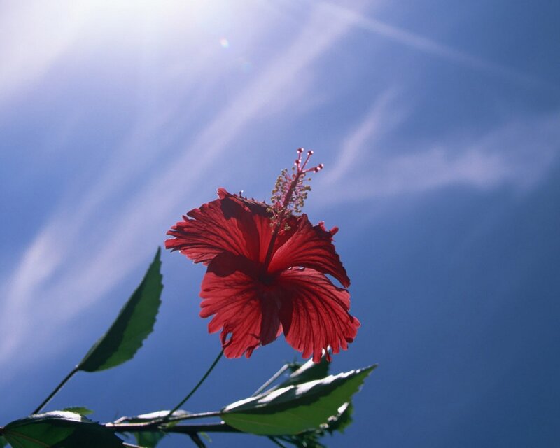 Red Hibiscus Flower — Serene, Afternoon, Photograph, Leaf