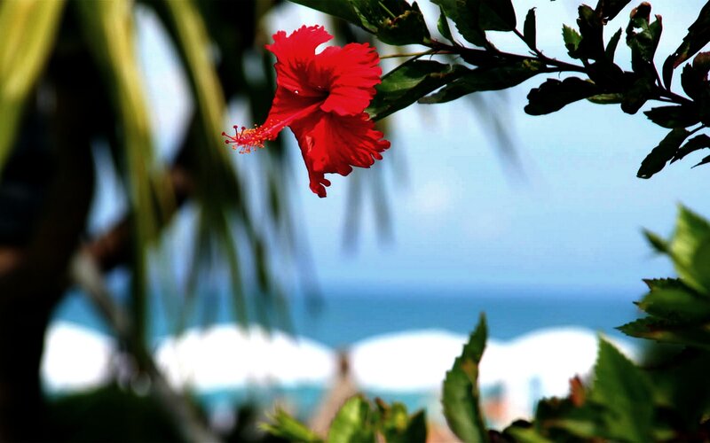 Red Hibiscus Flower — Serene, Afternoon, Photograph, Leaves