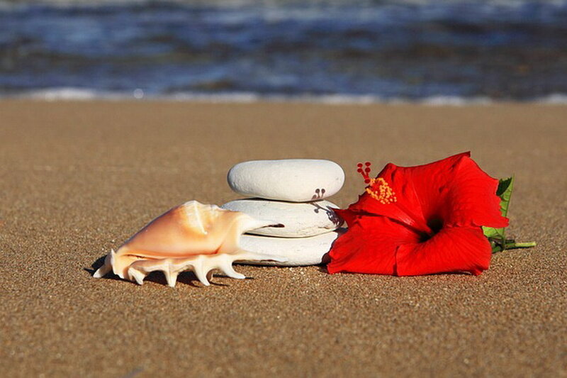 Red Hibiscus Flower — Serene, Afternoon, Photograph, Seashell