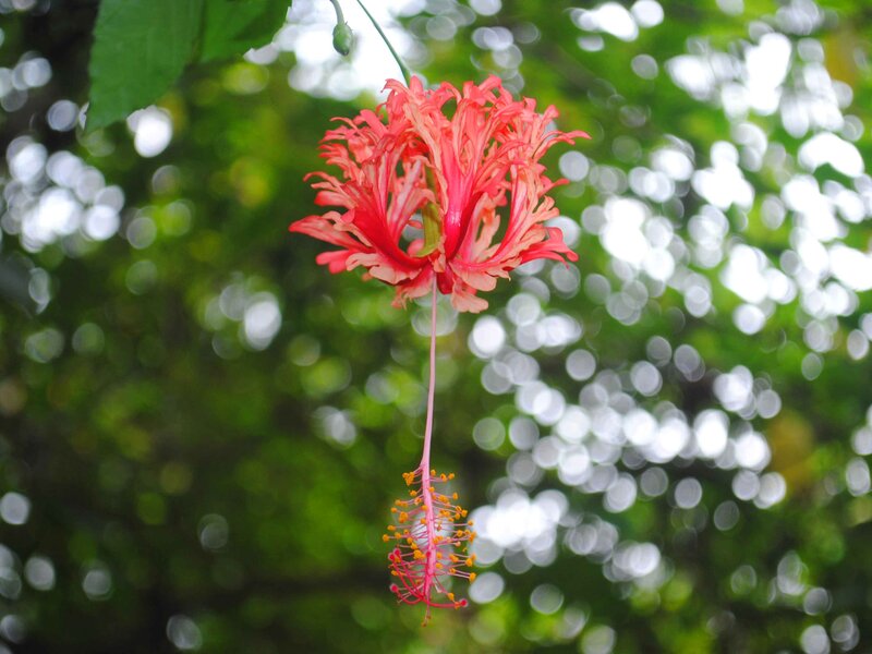 Red Hibiscus Flower — Serene, Afternoon, Photograph, Stamen